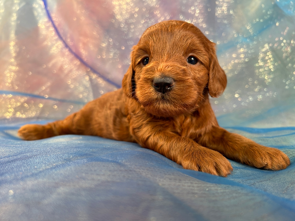 Red Female F1b Miniature Bernedoodle Puppy for Sale $1000 